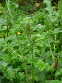 Agrimonia eupatoria